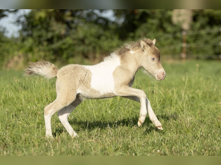 American Miniature Horse Mare 2 years 7,2 hh Champagne in Loye sur Arnon