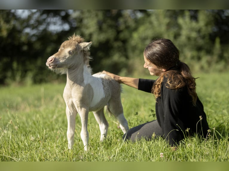 American Miniature Horse Mare 2 years 7,2 hh Champagne in Loye sur Arnon