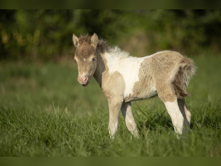 American Miniature Horse Mare 2 years 7,2 hh Champagne in Loye sur Arnon