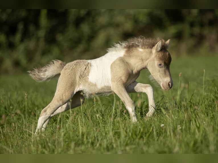 American Miniature Horse Mare 2 years 7,2 hh Champagne in Loye sur Arnon