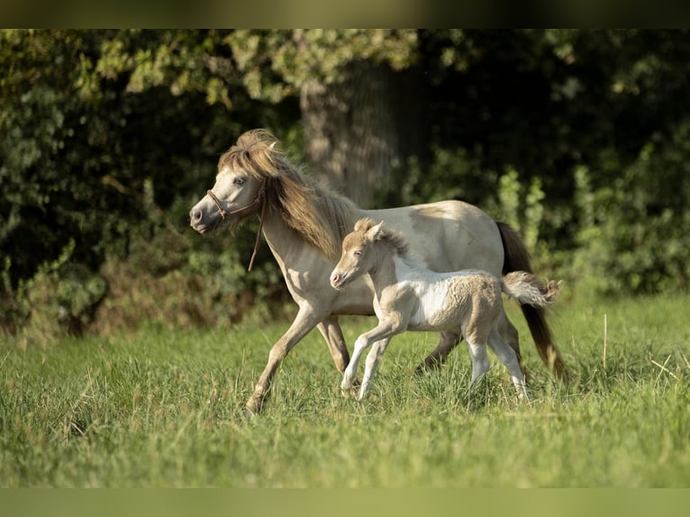 American Miniature Horse Mare 2 years 7,2 hh Champagne in Loye sur Arnon