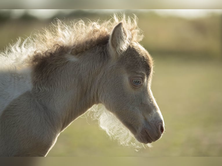 American Miniature Horse Mare 2 years 7,2 hh Champagne in Loye sur Arnon