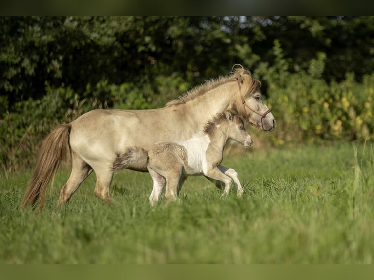 American Miniature Horse Mare 2 years 7,2 hh Champagne in Loye sur Arnon