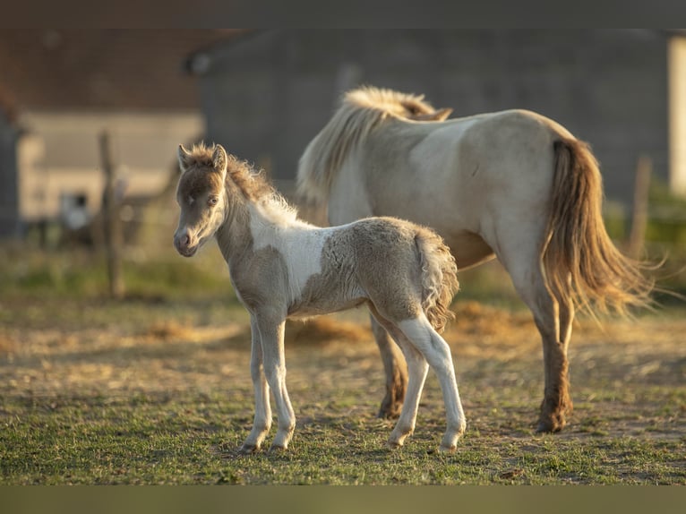 American Miniature Horse Mare 2 years 7,2 hh Champagne in Loye sur Arnon