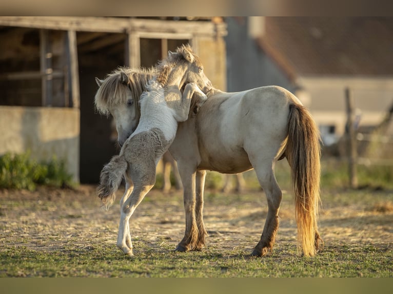 American Miniature Horse Mare 2 years 7,2 hh Champagne in Loye sur Arnon