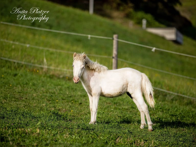 American Miniature Horse Mare 2 years 7,3 hh Pinto in Bayrischzell