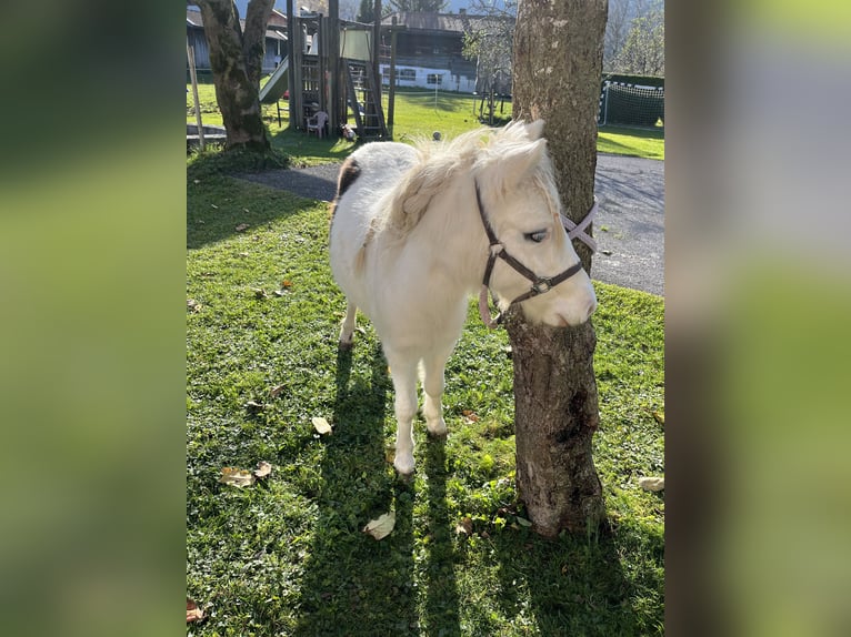 American Miniature Horse Mare 2 years 7,3 hh Pinto in Bayrischzell