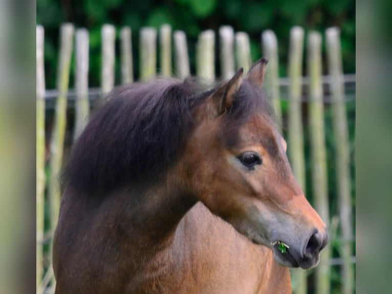 American Miniature Horse Mare 2 years 8,1 hh Brown in Rehhorst