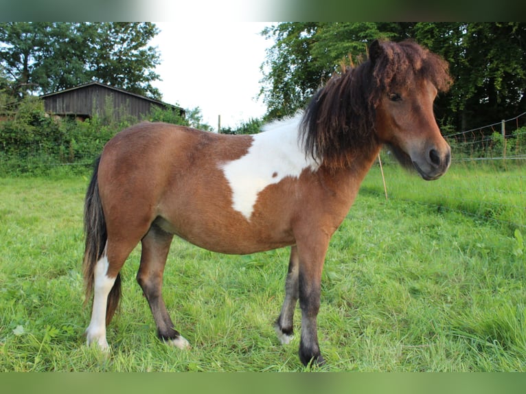 American Miniature Horse Mare 2 years 8.1 hh Pinto in Gettorf