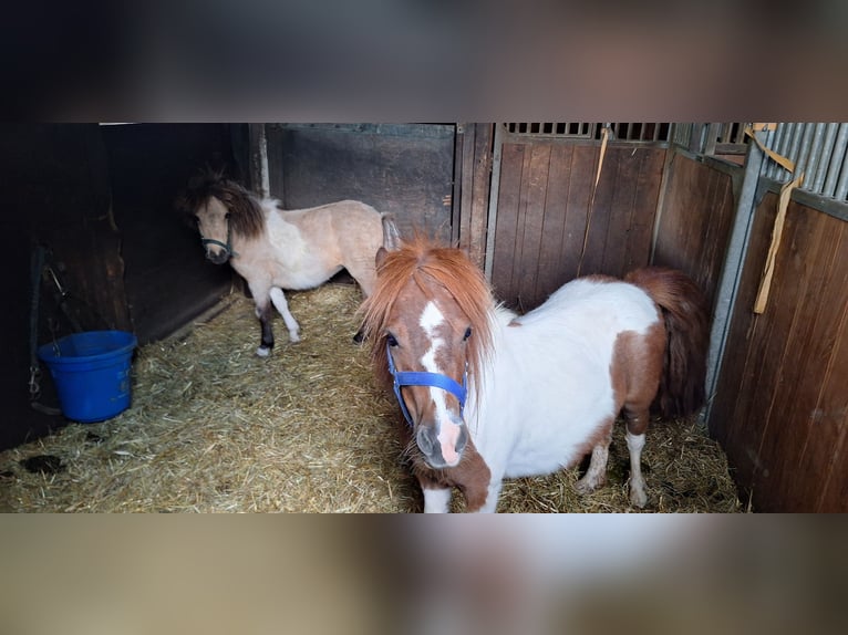 American Miniature Horse Mix Mare 2 years 8,2 hh Palomino in Zorneding