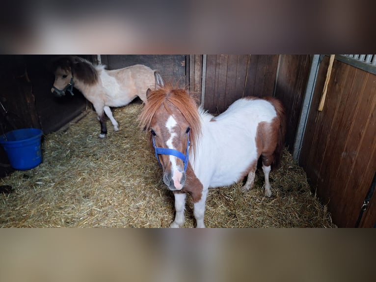 American Miniature Horse Mix Mare 2 years 8,2 hh Palomino in Zorneding