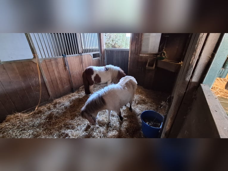 American Miniature Horse Mix Mare 2 years 8,2 hh Palomino in Zorneding