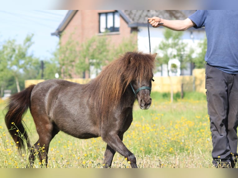 American Miniature Horse Mare 2 years Black in Laakdal