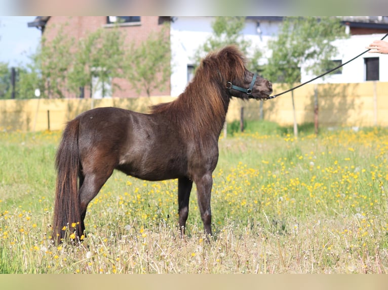 American Miniature Horse Mare 2 years Black in Laakdal