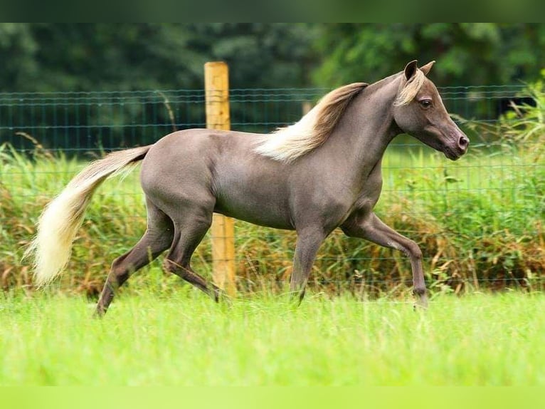 American Miniature Horse Mare 2 years Black in Laakdal