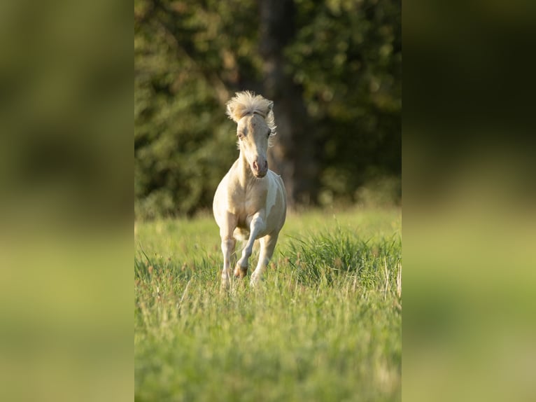 American Miniature Horse Mare 3 years 7,3 hh Champagne in Loye sur Arnon