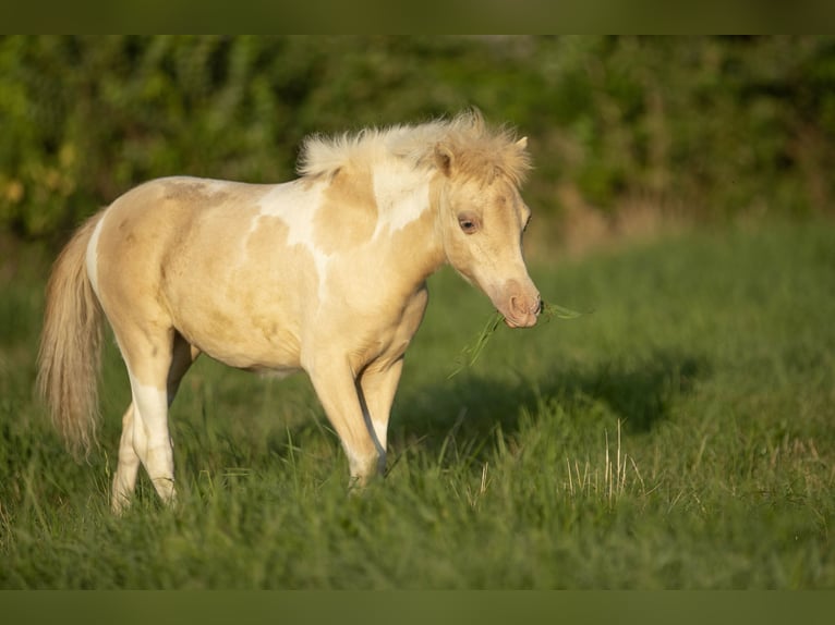 American Miniature Horse Mare 3 years 7,3 hh Champagne in Loye sur Arnon