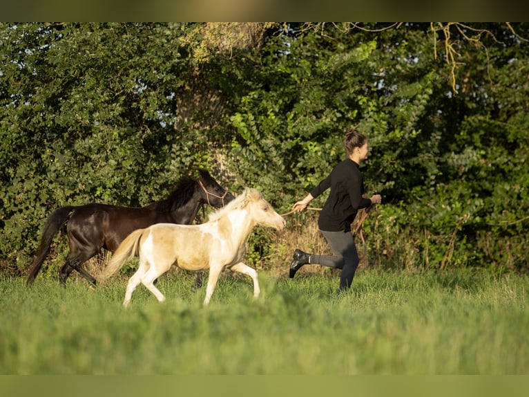 American Miniature Horse Mare 3 years 7,3 hh Champagne in Loye sur Arnon