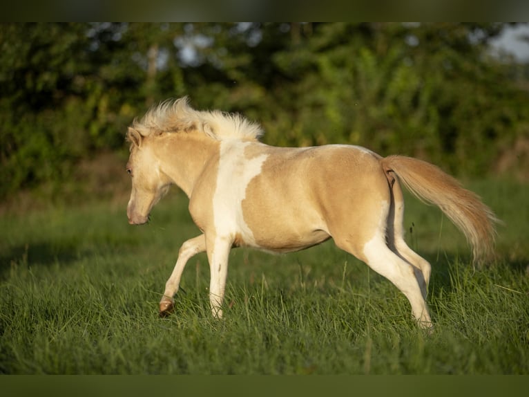 American Miniature Horse Mare 3 years 7,3 hh Champagne in Loye sur Arnon