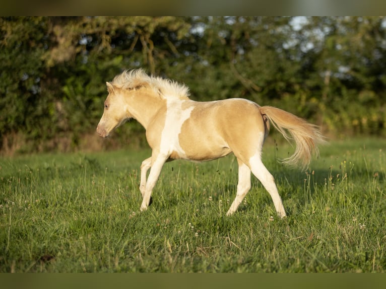 American Miniature Horse Mare 3 years 7,3 hh Champagne in Loye sur Arnon