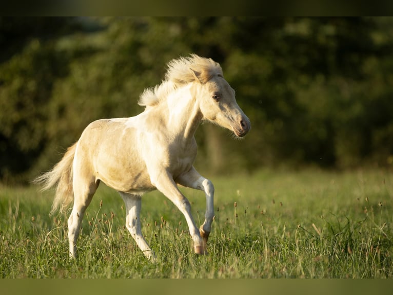 American Miniature Horse Mare 3 years 7,3 hh Champagne in Loye sur Arnon