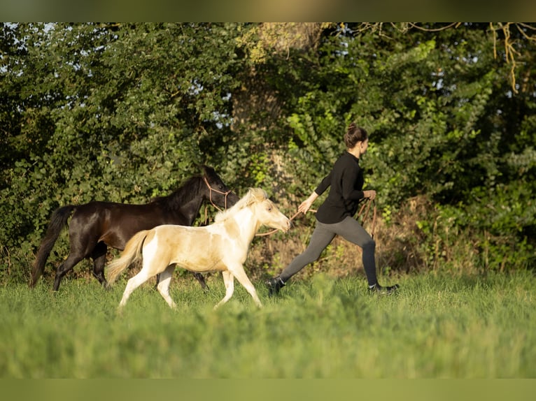 American Miniature Horse Mare 3 years 7,3 hh Champagne in Loye sur Arnon