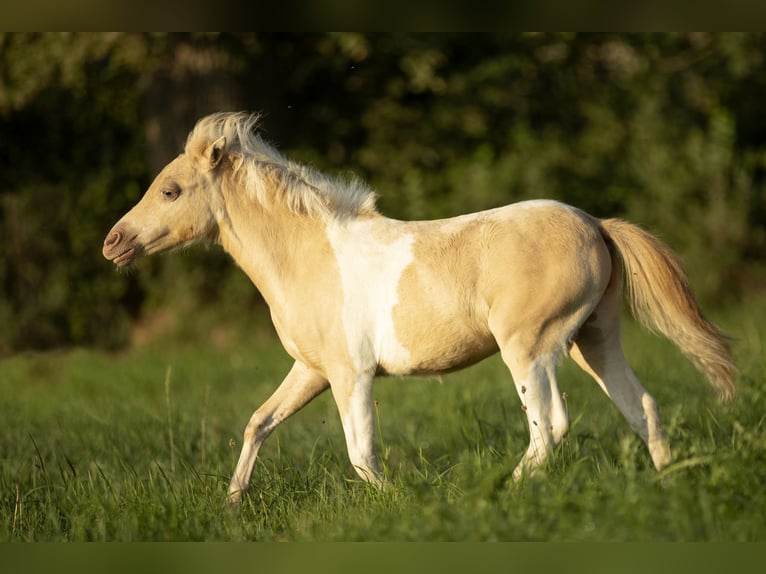 American Miniature Horse Mare 3 years 7,3 hh Champagne in Loye sur Arnon