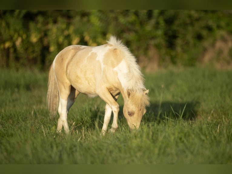 American Miniature Horse Mare 3 years 7,3 hh Champagne in Loye sur Arnon