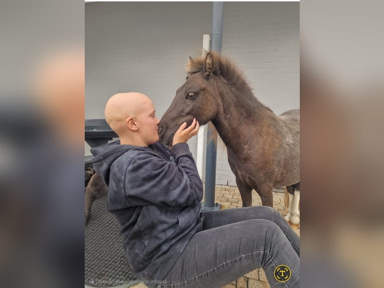 American Miniature Horse Mare 3 years 7,2 hh Brown in Herentals