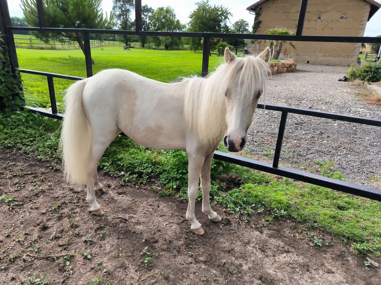 American Miniature Horse Mare 3 years Palomino in Chaveyriat
