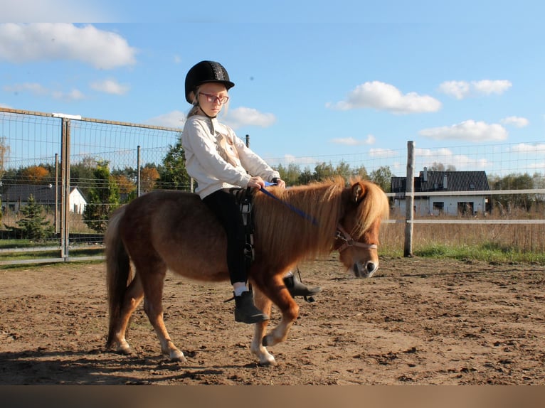 American Miniature Horse Mix Mare 4 years 7,1 hh Roan-Red in Ruda