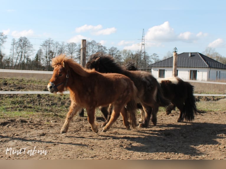 American Miniature Horse Mix Mare 4 years 7,1 hh Roan-Red in Ruda