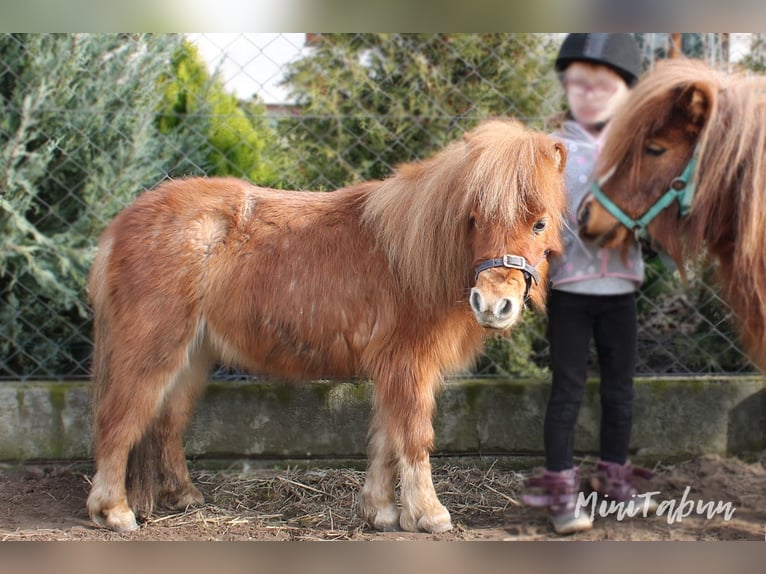 American Miniature Horse Mix Mare 4 years 7,1 hh Roan-Red in Ruda