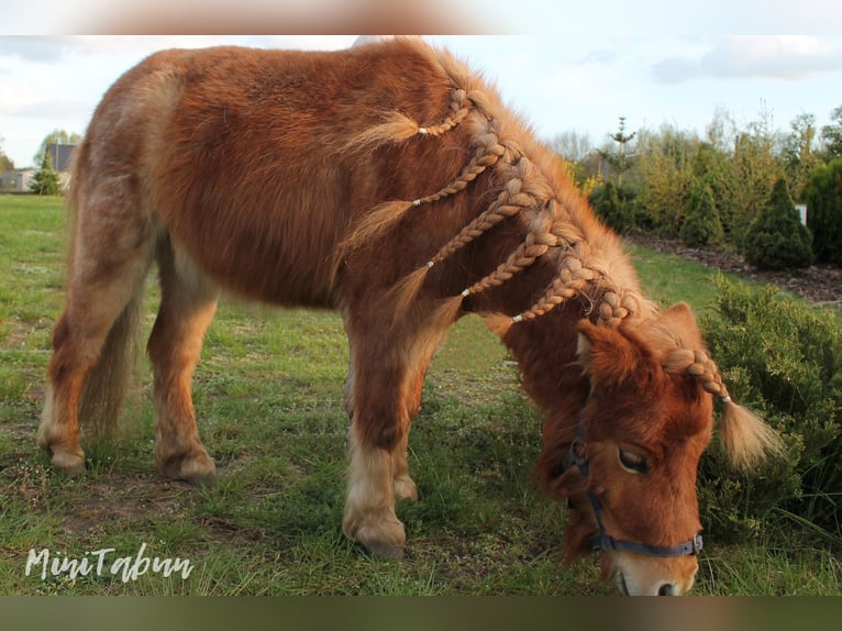 American Miniature Horse Mix Mare 4 years 7,1 hh Roan-Red in Ruda