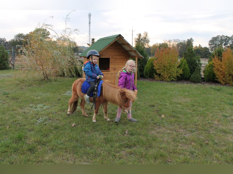 American Miniature Horse Mix Mare 4 years 7,1 hh Roan-Red in Ruda