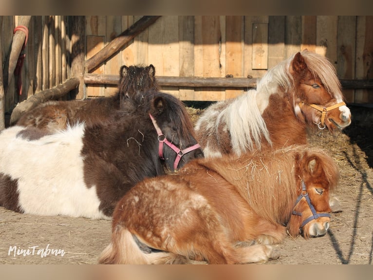 American Miniature Horse Mix Mare 4 years 7,1 hh Roan-Red in Ruda