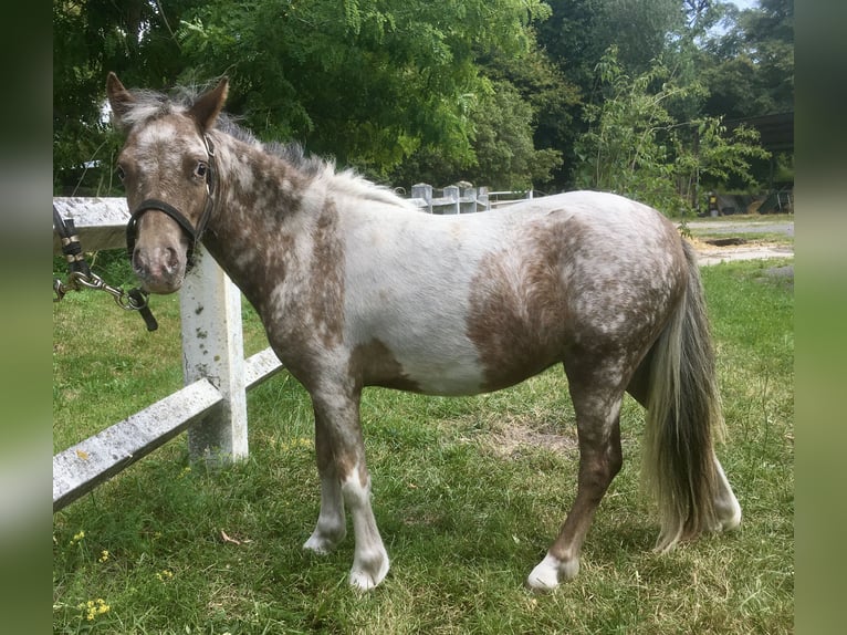 American Miniature Horse Mare 4 years 7,3 hh Leopard-Piebald in Chantilly