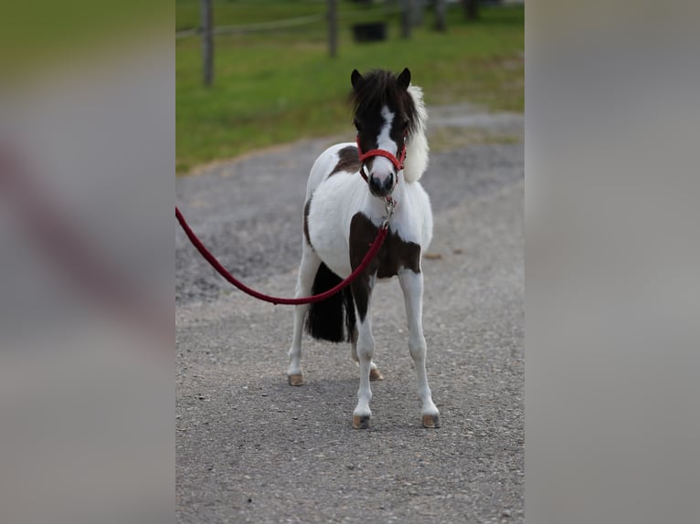American Miniature Horse Mare 4 years 8,1 hh  in Ebensee