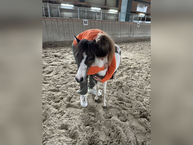 American Miniature Horse Mare 4 years  in Ebensee