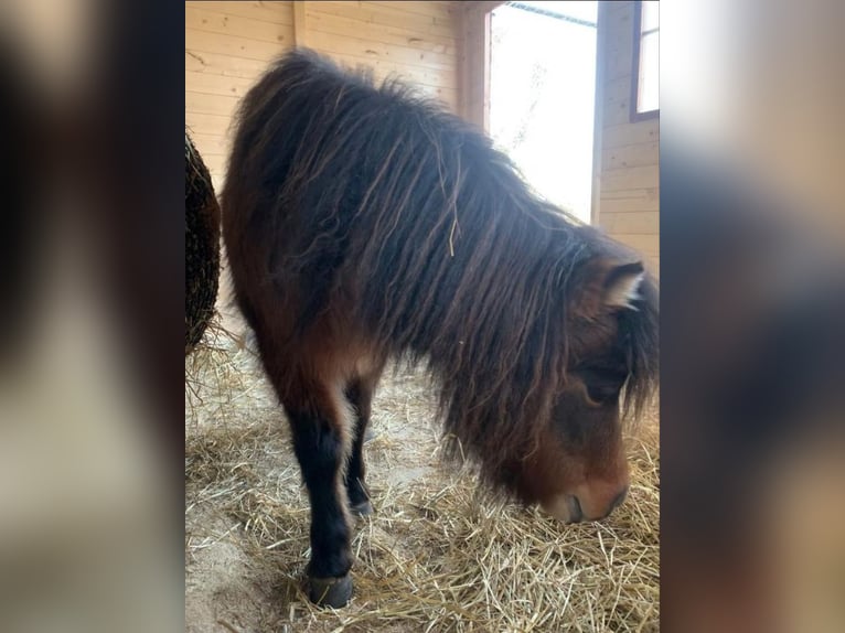 American Miniature Horse Mare 4 years Brown in Veurne