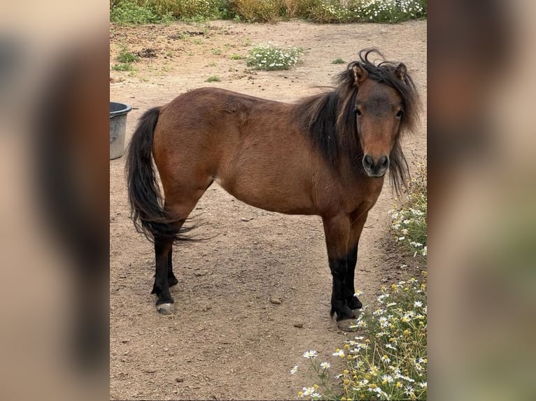 American Miniature Horse Mare 4 years Brown in Veurne