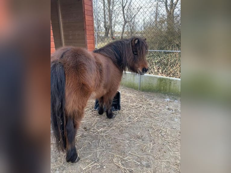 American Miniature Horse Mare 4 years Brown in Veurne