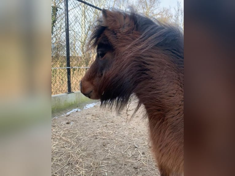 American Miniature Horse Mare 4 years Brown in Veurne