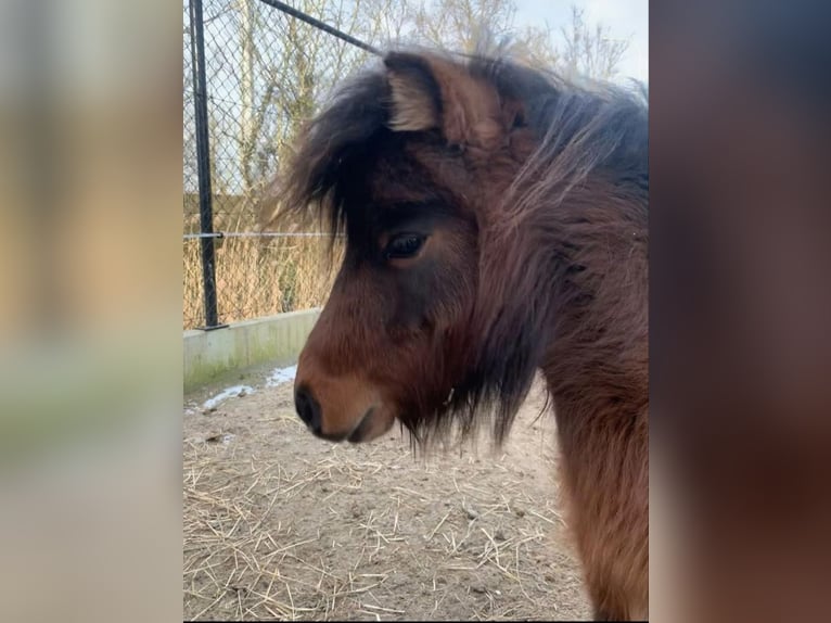 American Miniature Horse Mare 4 years Brown in Veurne