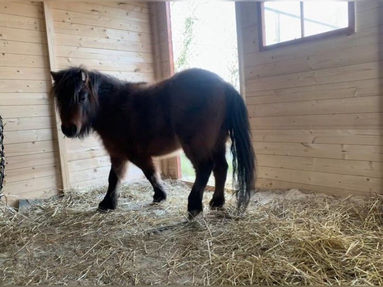 American Miniature Horse Mare 4 years Brown in Veurne