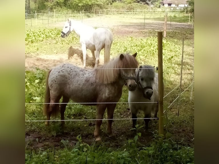 American Miniature Horse Mare 5 years 8,1 hh Gray-Blue-Tan in Reipoltskirchen