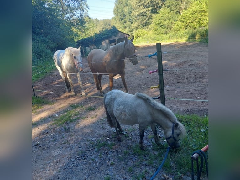 American Miniature Horse Mare 5 years 8,1 hh Gray-Blue-Tan in Reipoltskirchen