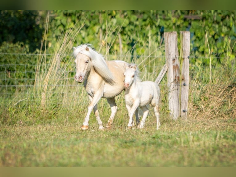 American Miniature Horse Mare 5 years 8 hh Champagne in Borculo
