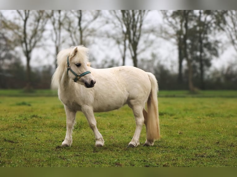 American Miniature Horse Mare 6 years 9,1 hh Palomino in Leeuwarden