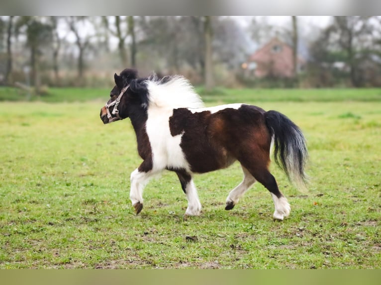 American Miniature Horse Mare 6 years 9,1 hh Palomino in Leeuwarden